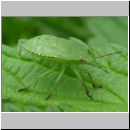 Palomena prasina - Gruene Stinkwanze 02.jpg